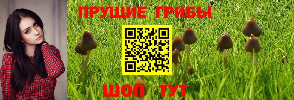Псилоцибиновые грибы Psilocybe  где купить   Изобильный  Галлюциногенные грибы прущие грибы  Вход с VPN 